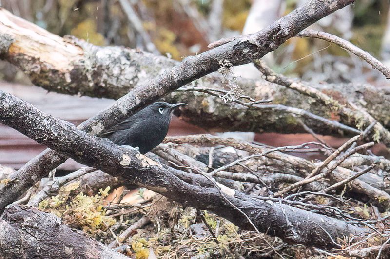 Sooty Honeyeater