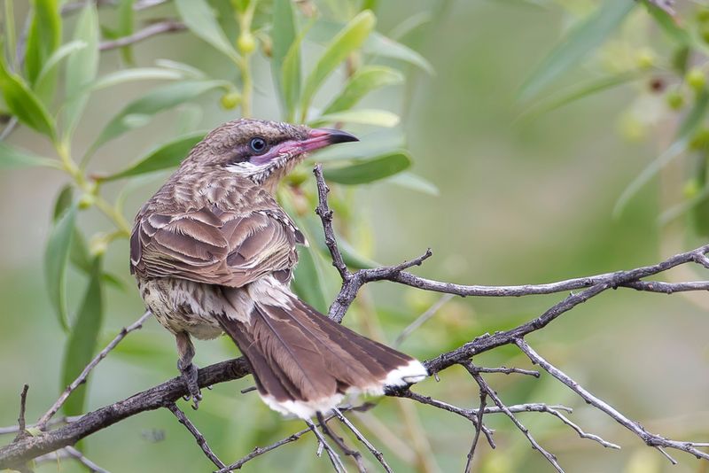 Spiny-cheeked Honeyeater