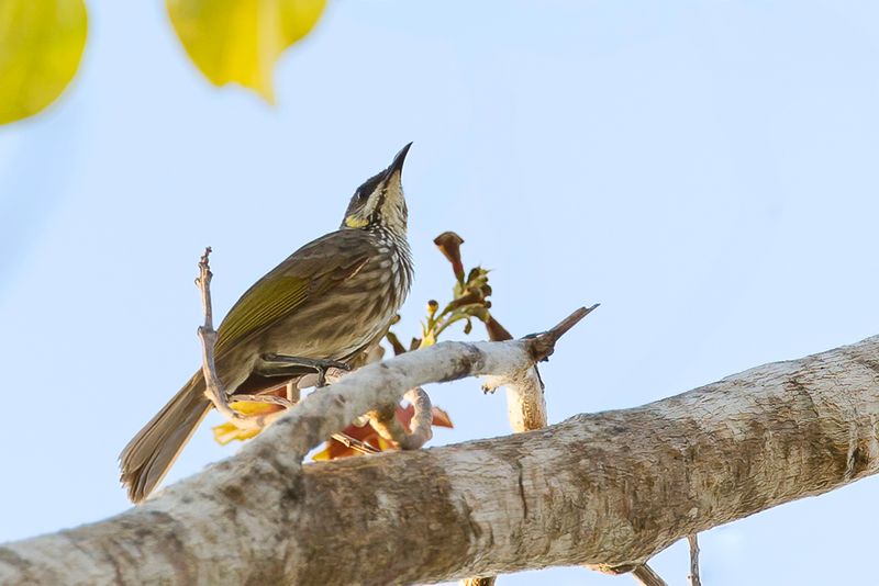 Streak-breasted Honeyeater