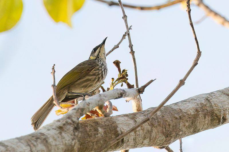 Streak-breasted Honeyeater