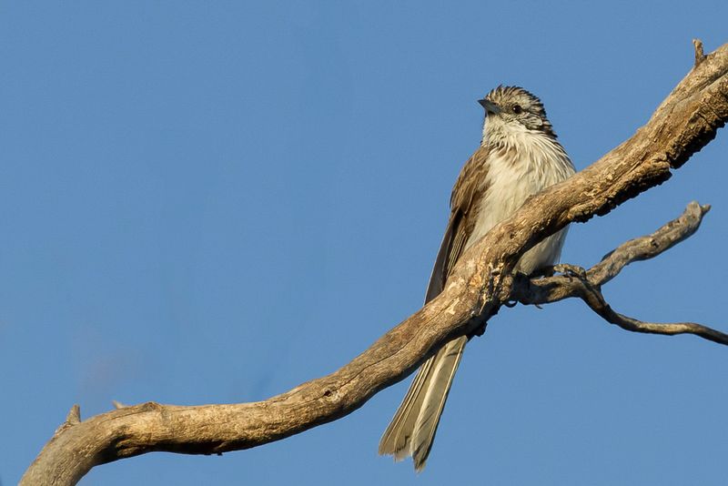 Striped Honeyeater
