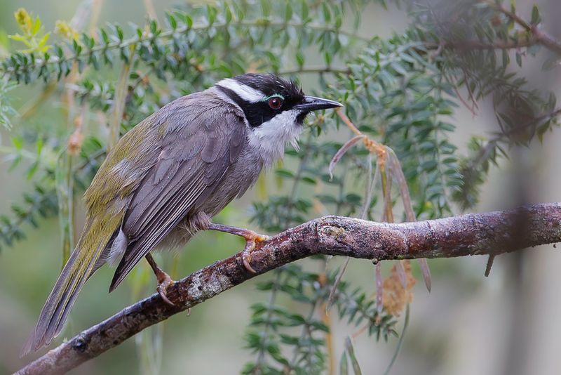 Strong-billed Honeyeater