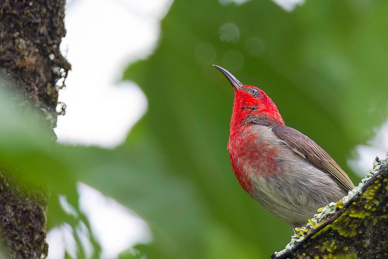 Sulawesi Myzomela