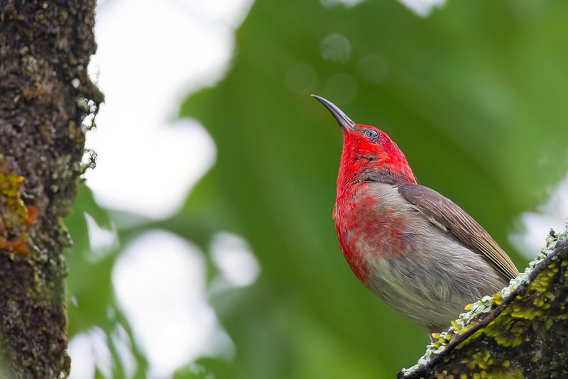 Sulawesi Myzomela