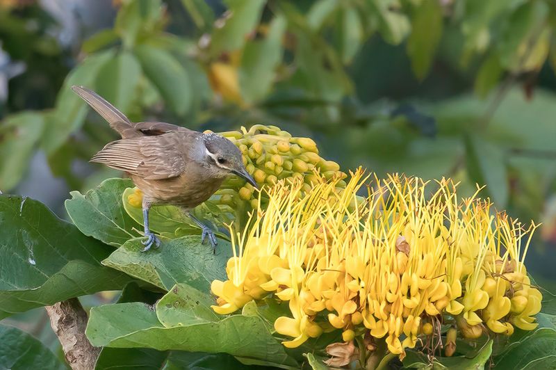 Tawny-breasted Honeyeater