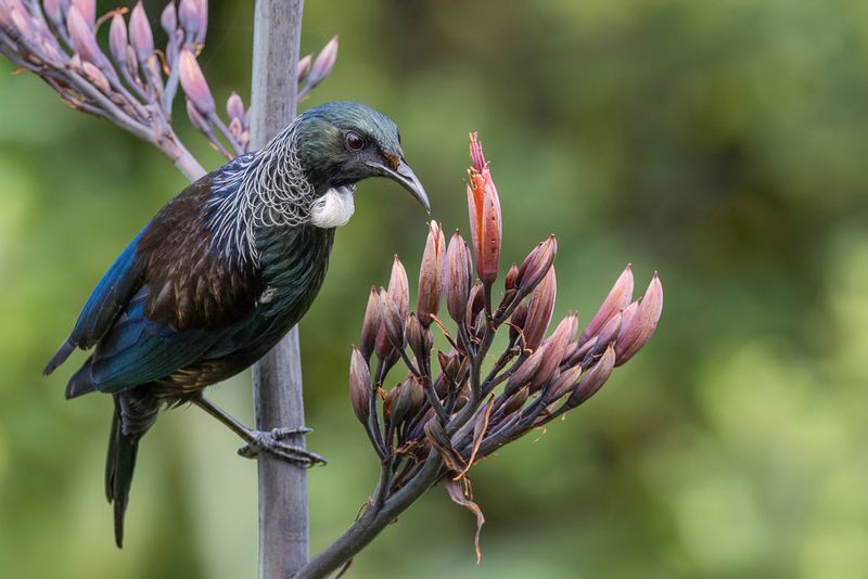 Tui