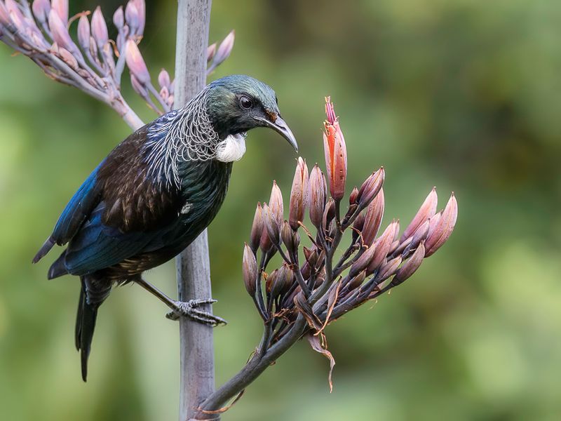 Tui
