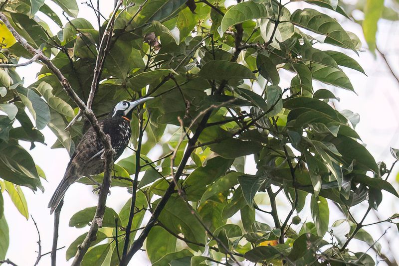 Vogelkop Melidectes