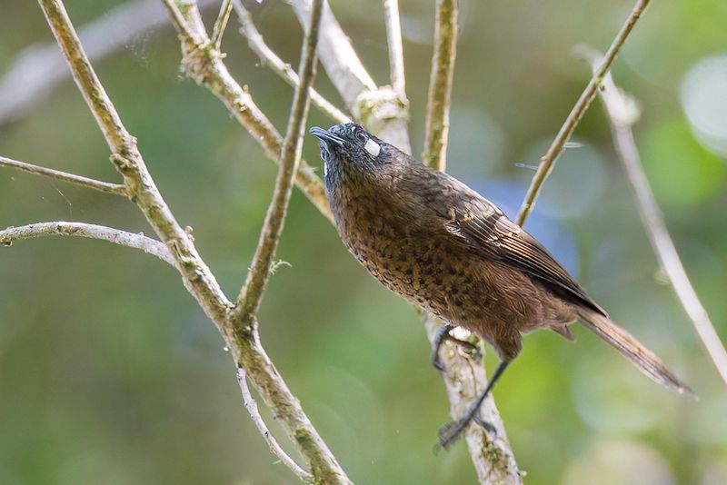 White-eared Myza