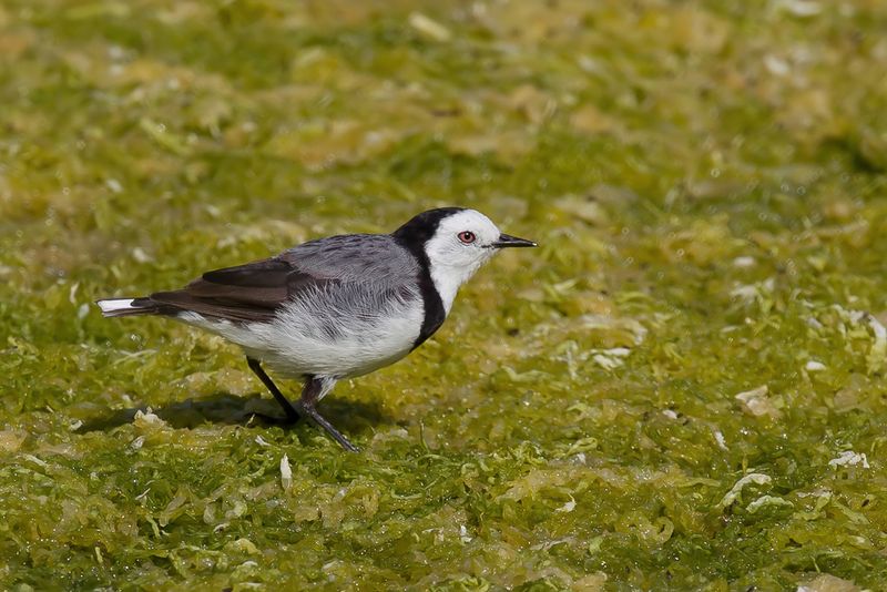 White-fronted Chat