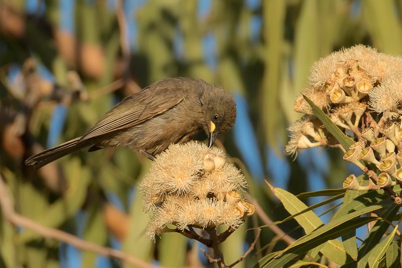 White-gaped Honeyeater