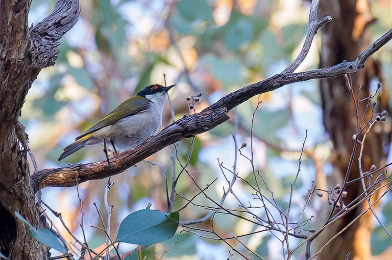 White-naped Honeyeater