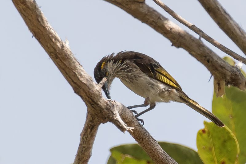 White-striped Honeyeater