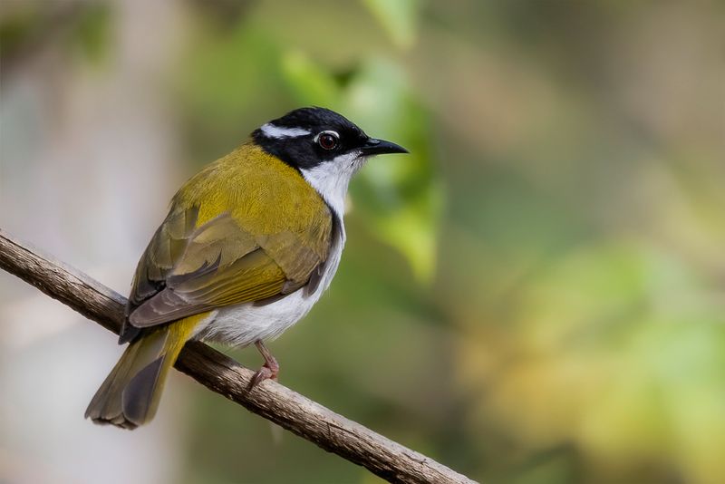 White-throated Honeyeater