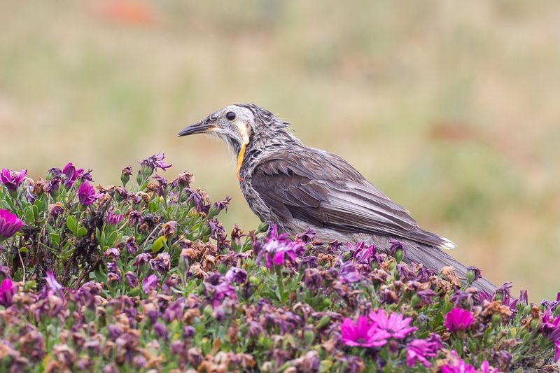 Yellow Wattlebird
