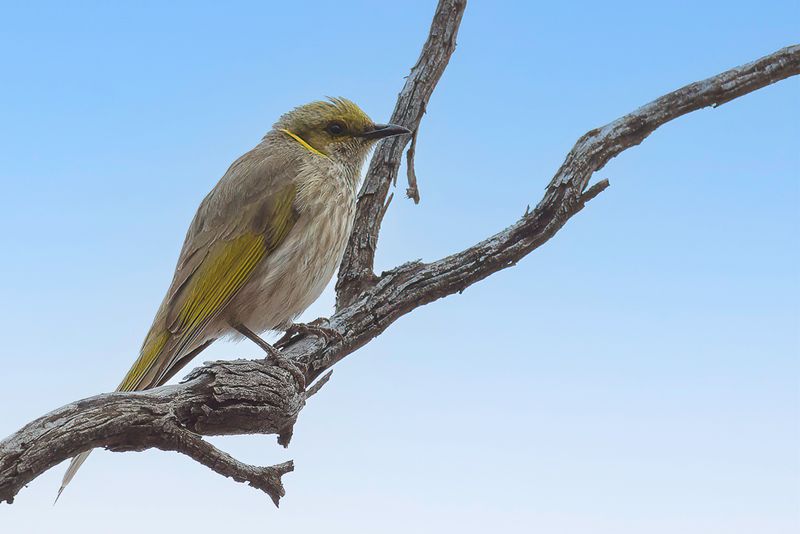 Yellow-plumed Honeyeater