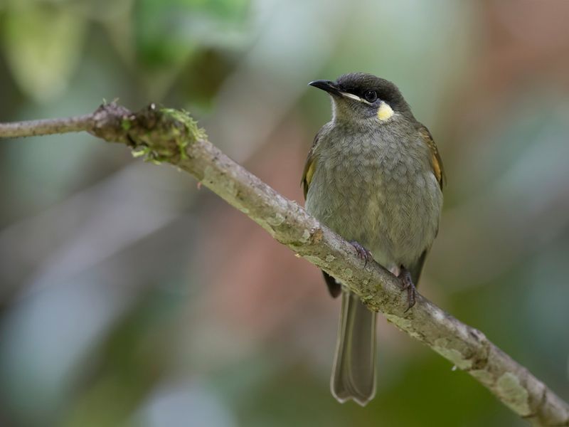 Yellow-spotted Honeyeater