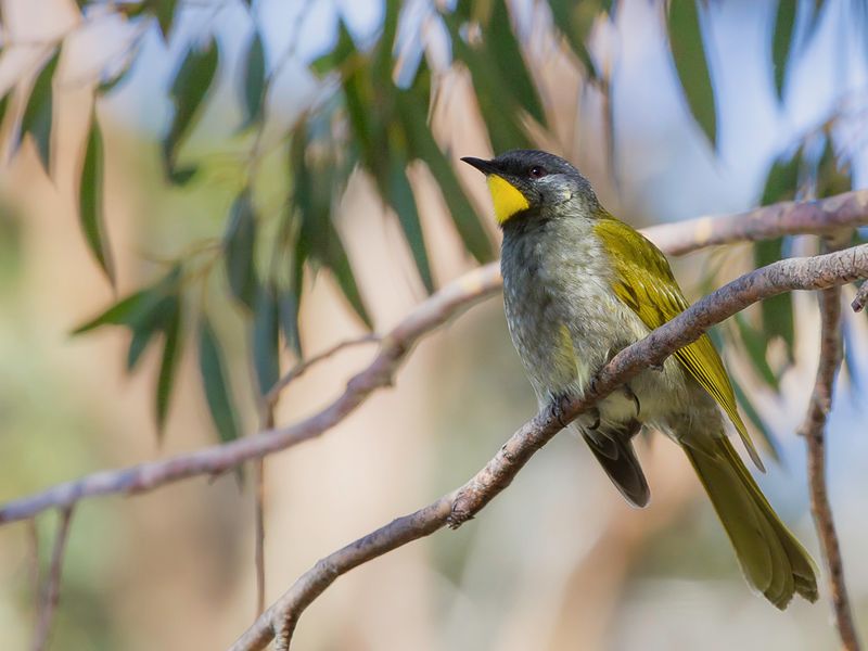 Yellow-throated Honeyeater