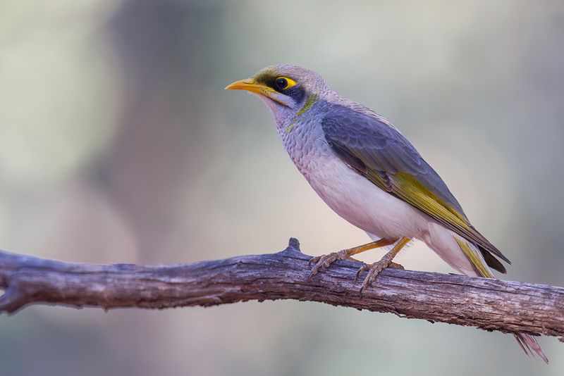 Yellow-throated Miner