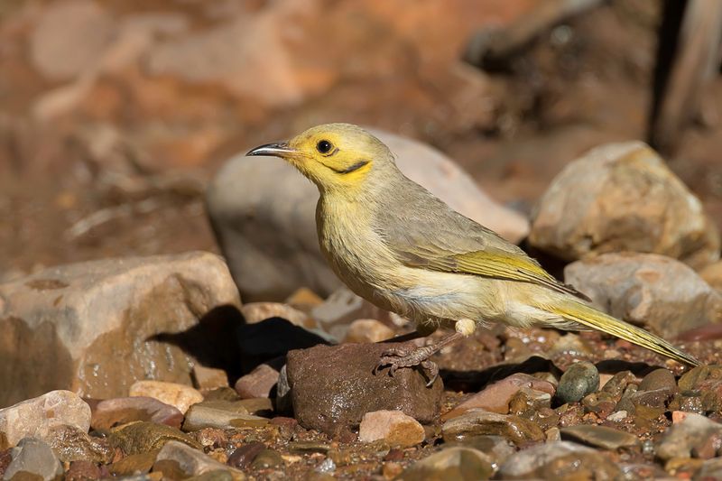 Yellow-tinted Honeyeater