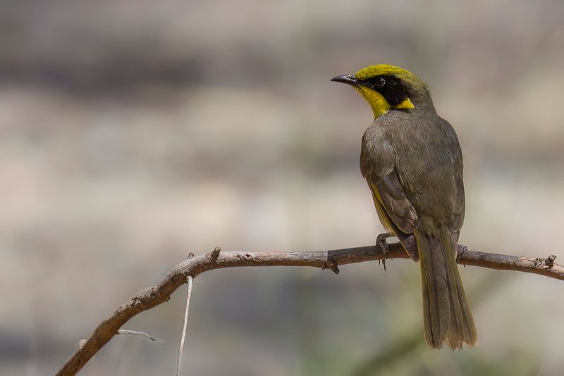 Yellow-tufted Honeyeater