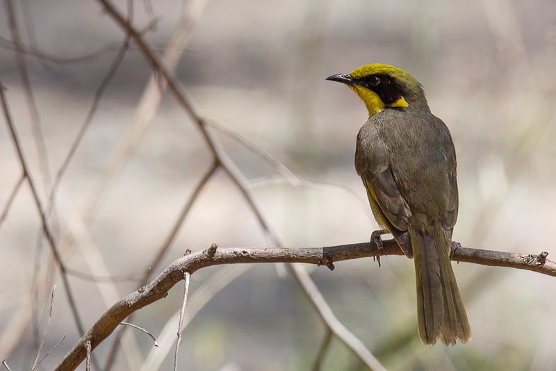 Yellow-tufted Honeyeater