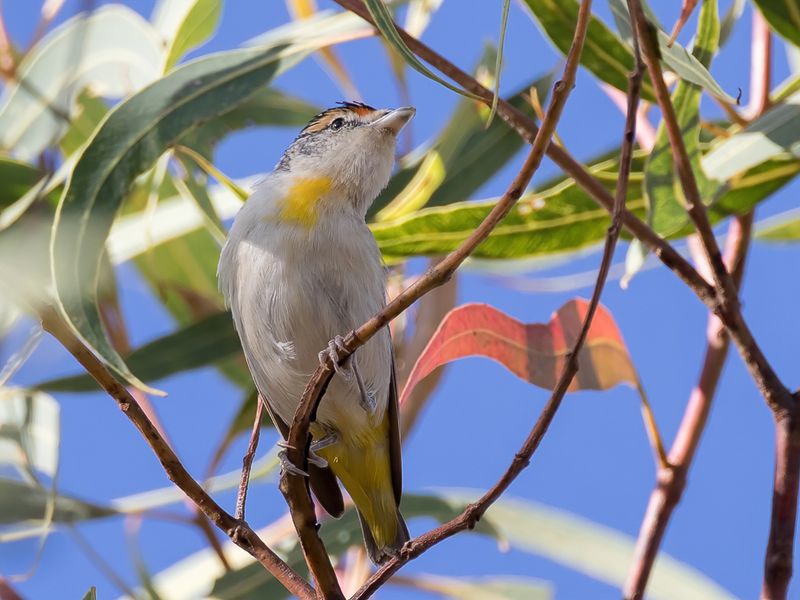 Red-browed Pardalote