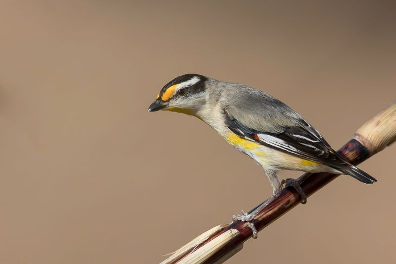 Striated Pardalote