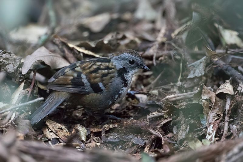 Australian Logrunner