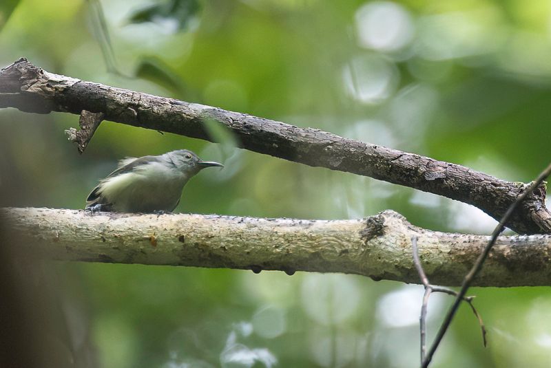 169 Melanocharitidae - Longbills and Berrypeckers