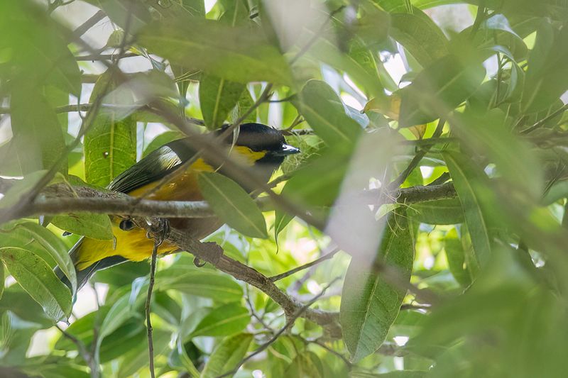 Tit-Berrypecker