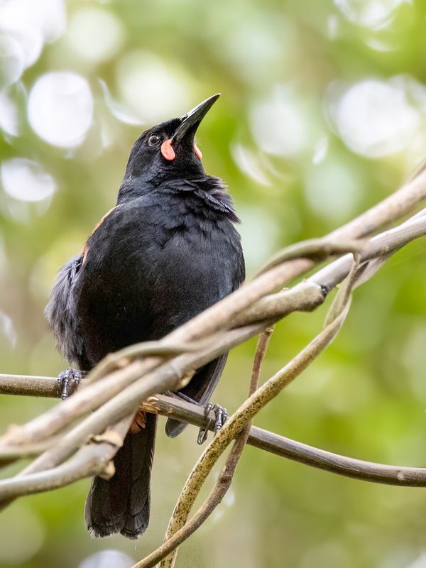 171 Callaeidae - New Zealand Wattlebirds