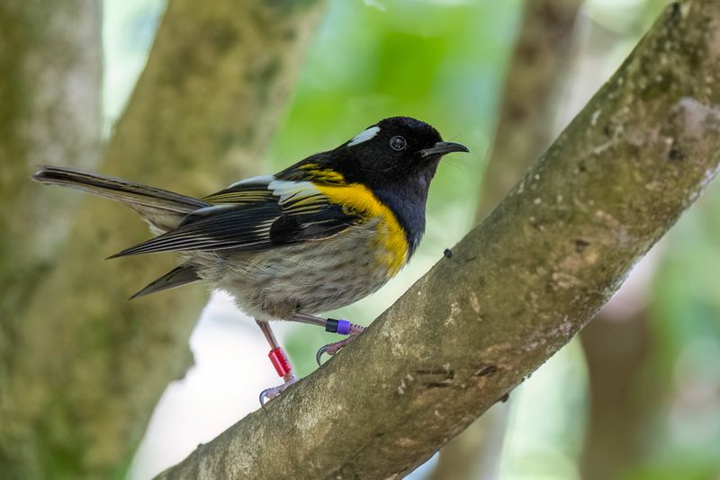Stitchbird (m)