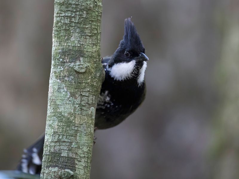 Eastern Whipbird