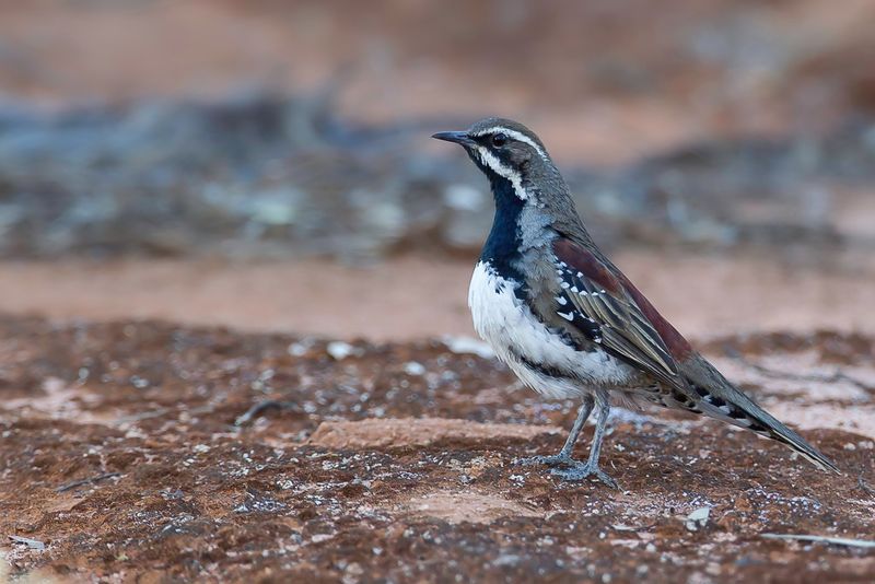 138 Cinclosomatidae - Jewel-babblers and Quail-thrushes