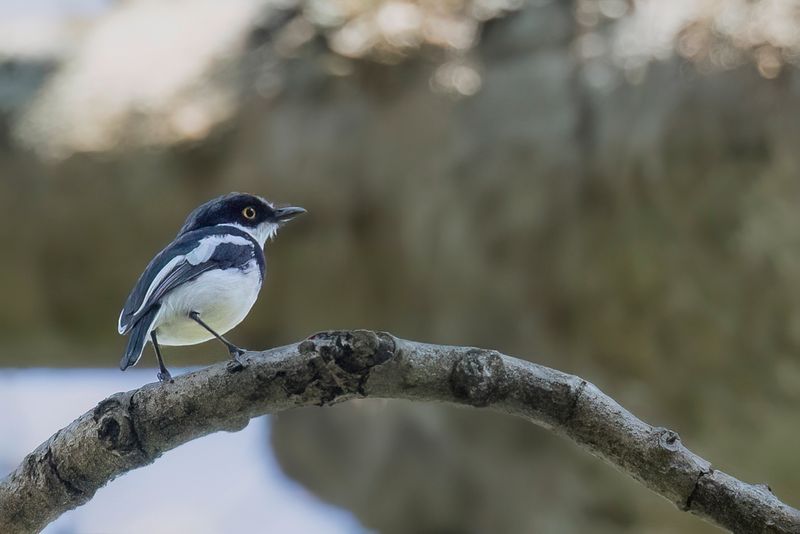 Angola Batis (m)