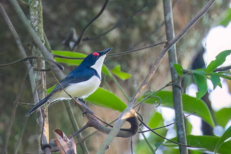 Black-throated Wattle-eye (m)