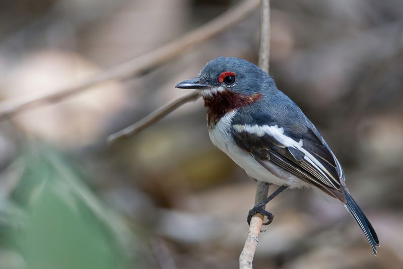 Brown-throated Wattle-Eye (f)