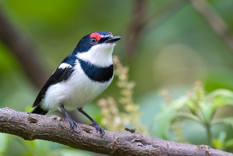 Brown-throated Wattle-eye (m)