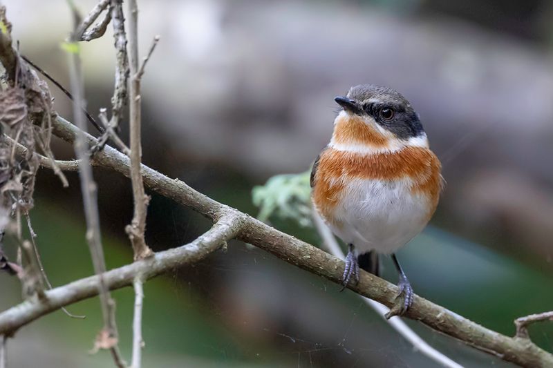 Cape Batis (f)