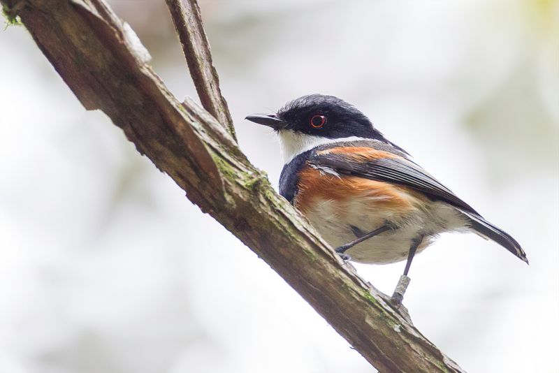 Cape Batis (m)