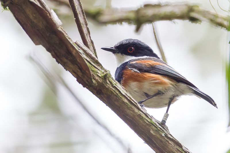 Cape Batis (m)