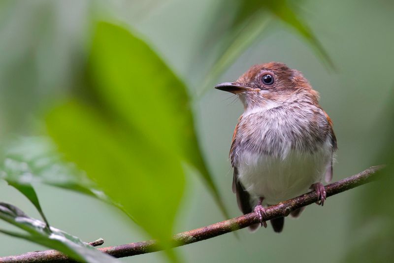 Chestnut Wattle-eye (j)