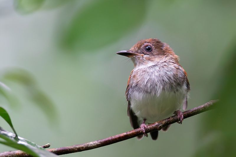 Chestnut Wattle-eye (j)