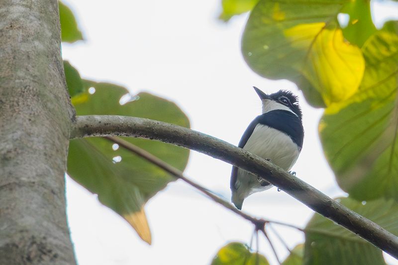 Chestnut Wattle-eye (m)