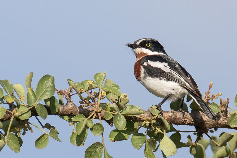 Chinspot Batis (f)