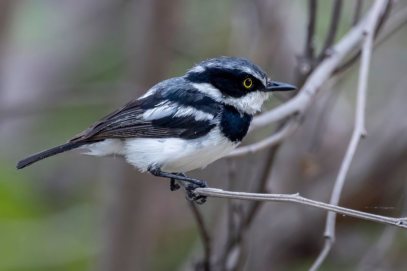 Chinspot Batis (m)