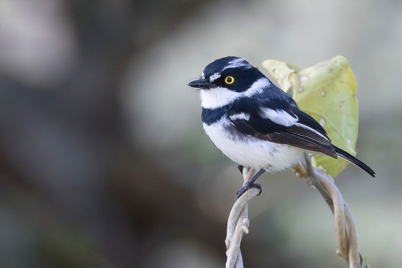 Eastern Black-headed Batis (m)