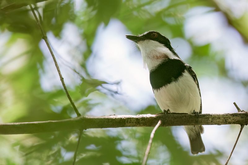 Short-tailed Batis (m)
