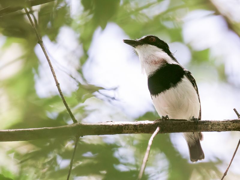 Short-tailed Batis (m)